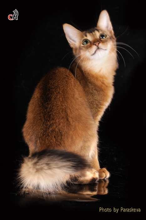 Алла Самойлова | Северодонецк