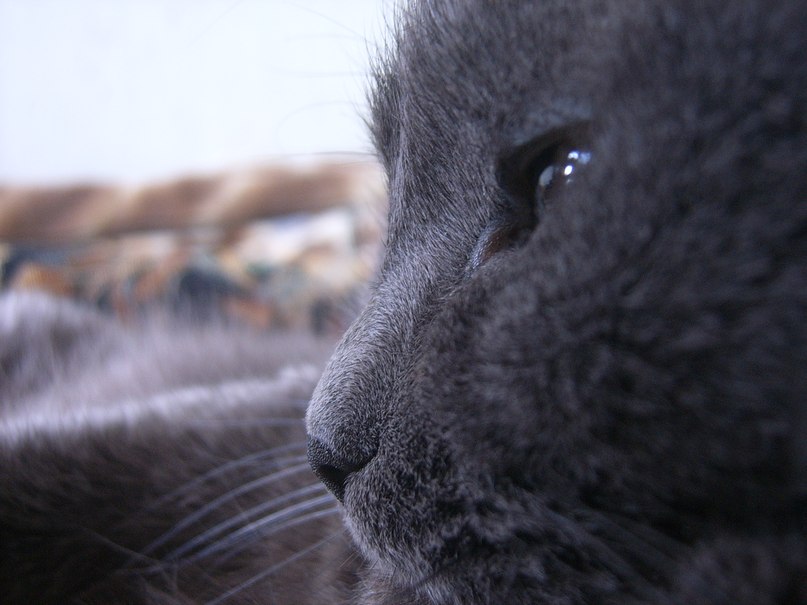 Татьяна Коноплина | Воронеж