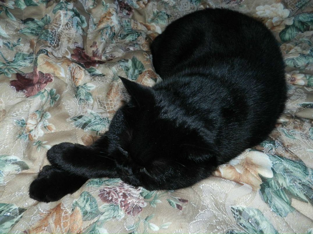 Лена Вицен | Орёл