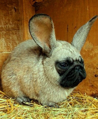 Лена Косолапова | Днепр (Днепропетровск)