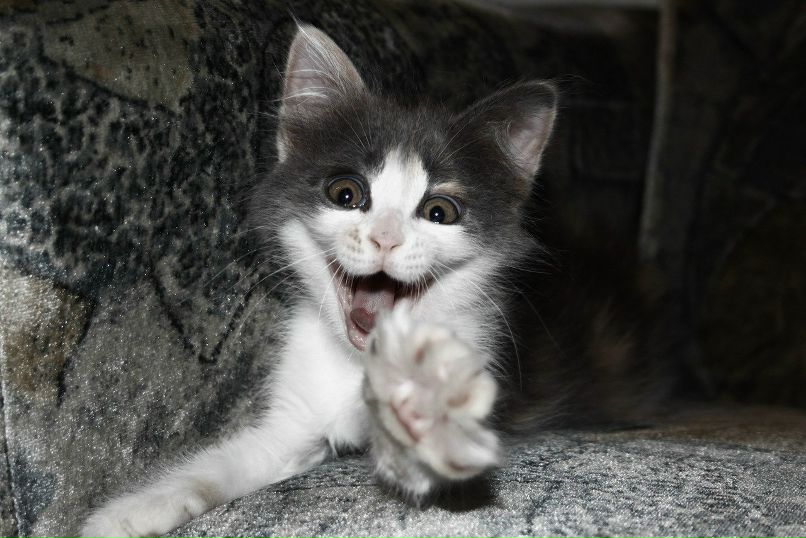 Анна Петрова | Санкт-Петербург