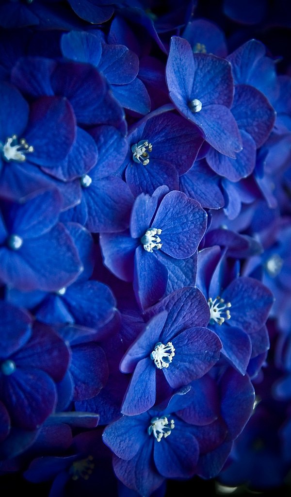 Алёна Федорова | Санкт-Петербург