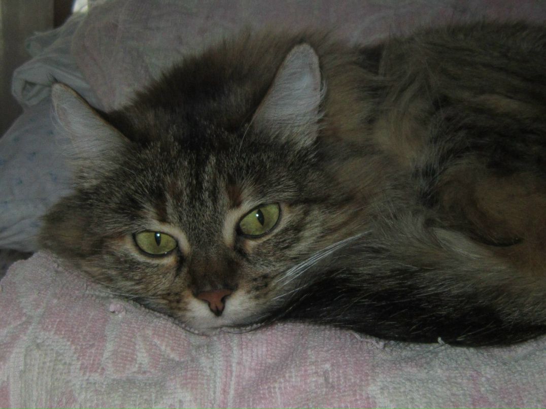 Лина Петренко | Днепр (Днепропетровск)