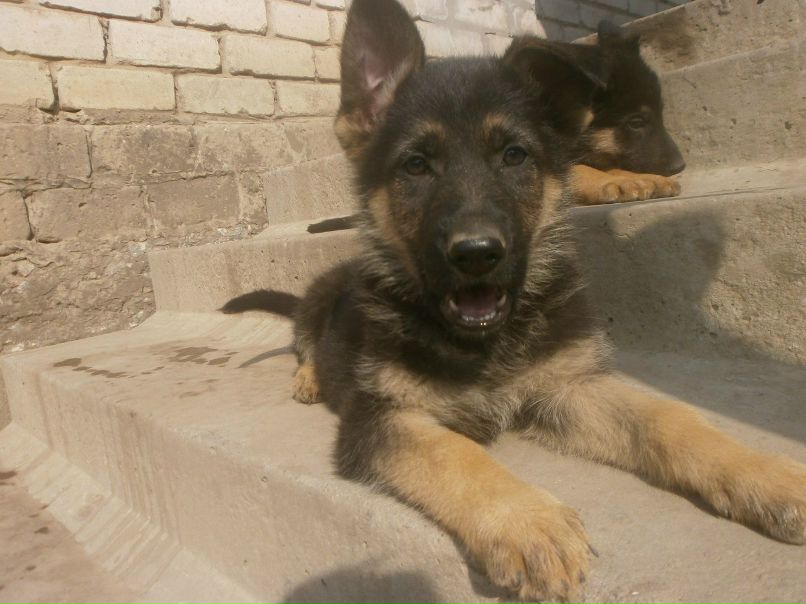 Алексей Грязнов Валентиновичь | 