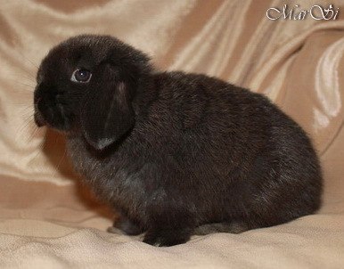 Мария Манишкина | Люберцы