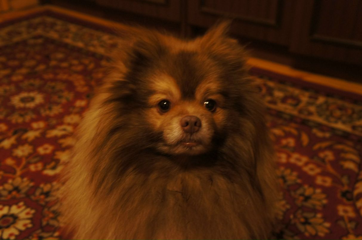 Anton Рыбаков VesH | Москва