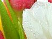 Борис Мешков | Днепр (Днепропетровск)