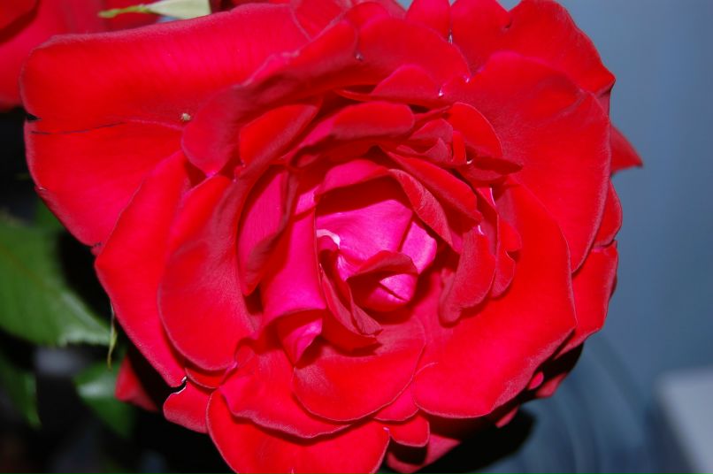 Ольга Красноперова | Санкт-Петербург