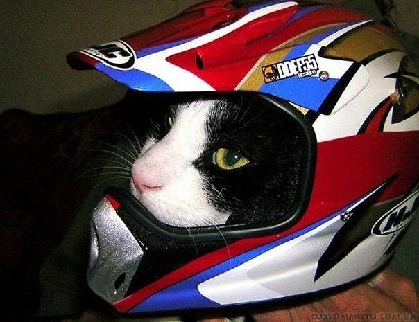 Дмитрий Киевский | Краснодар