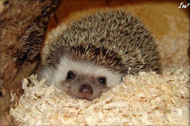 Елена Шарган | Тернополь