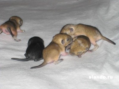 Ірина Романівна | Самбор