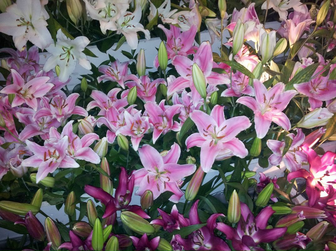 Влад Лейбензон | Хайфа