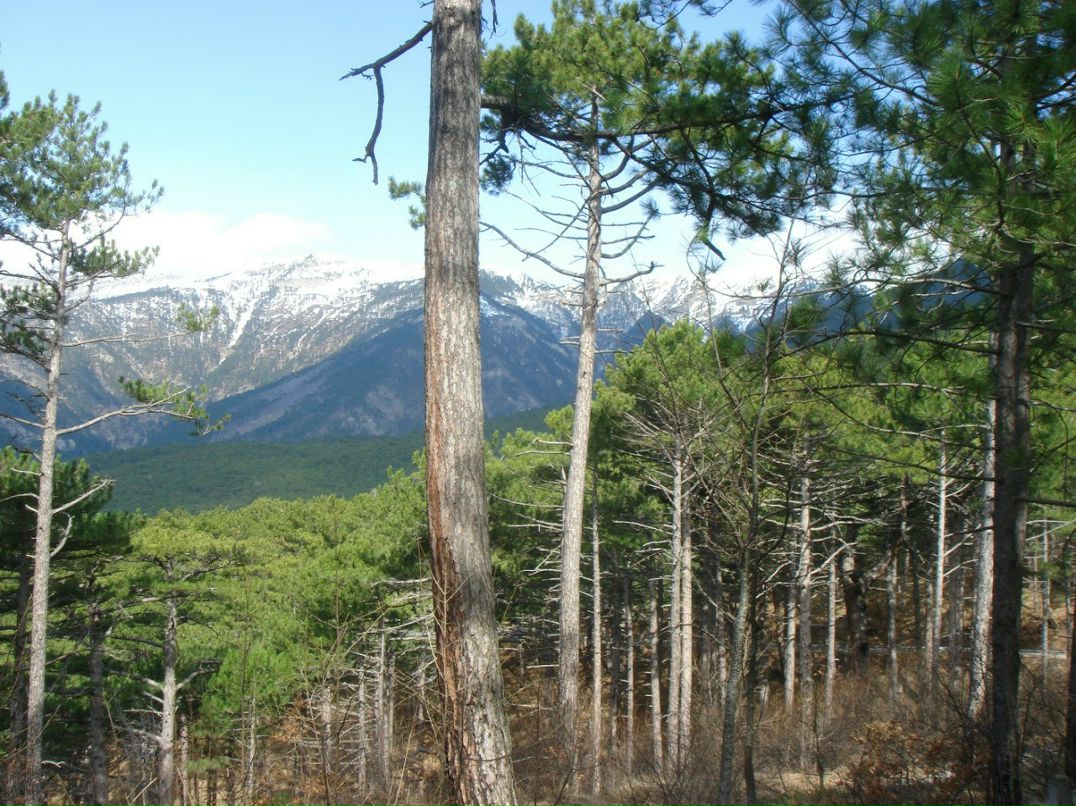 Владимир Ковдя | Ялта