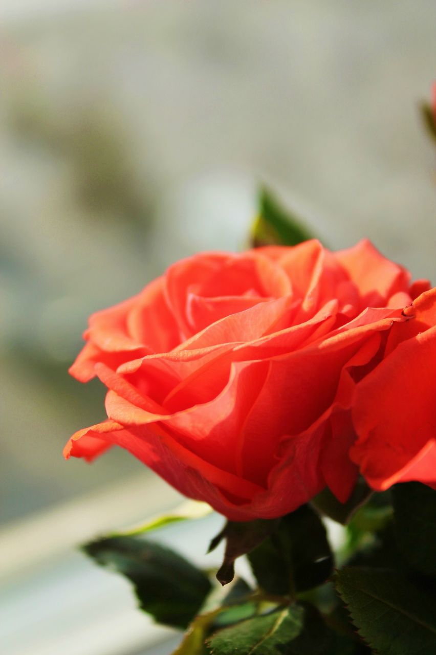 Алёна Раевская | Красноярск