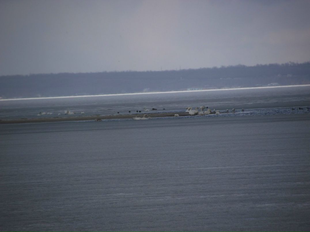 Серый Молодец | Донецк