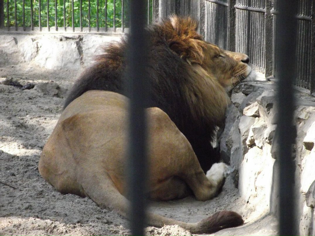 Галина Зайко | Новосибирск