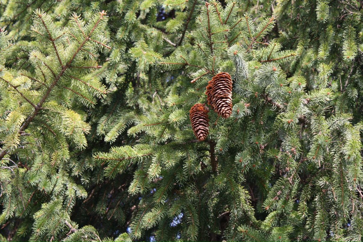 Тамара Ильяшенко | Санкт-Петербург
