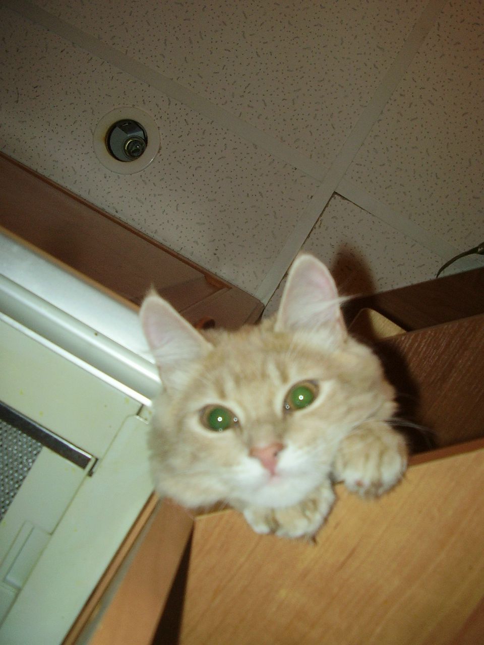 Татьяна Козловская | Киев