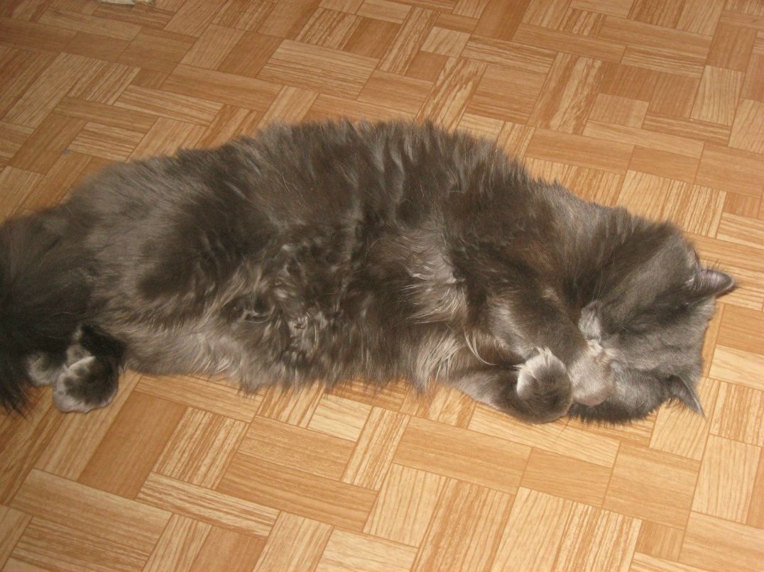 Игорь Колецкий | Санкт-Петербург