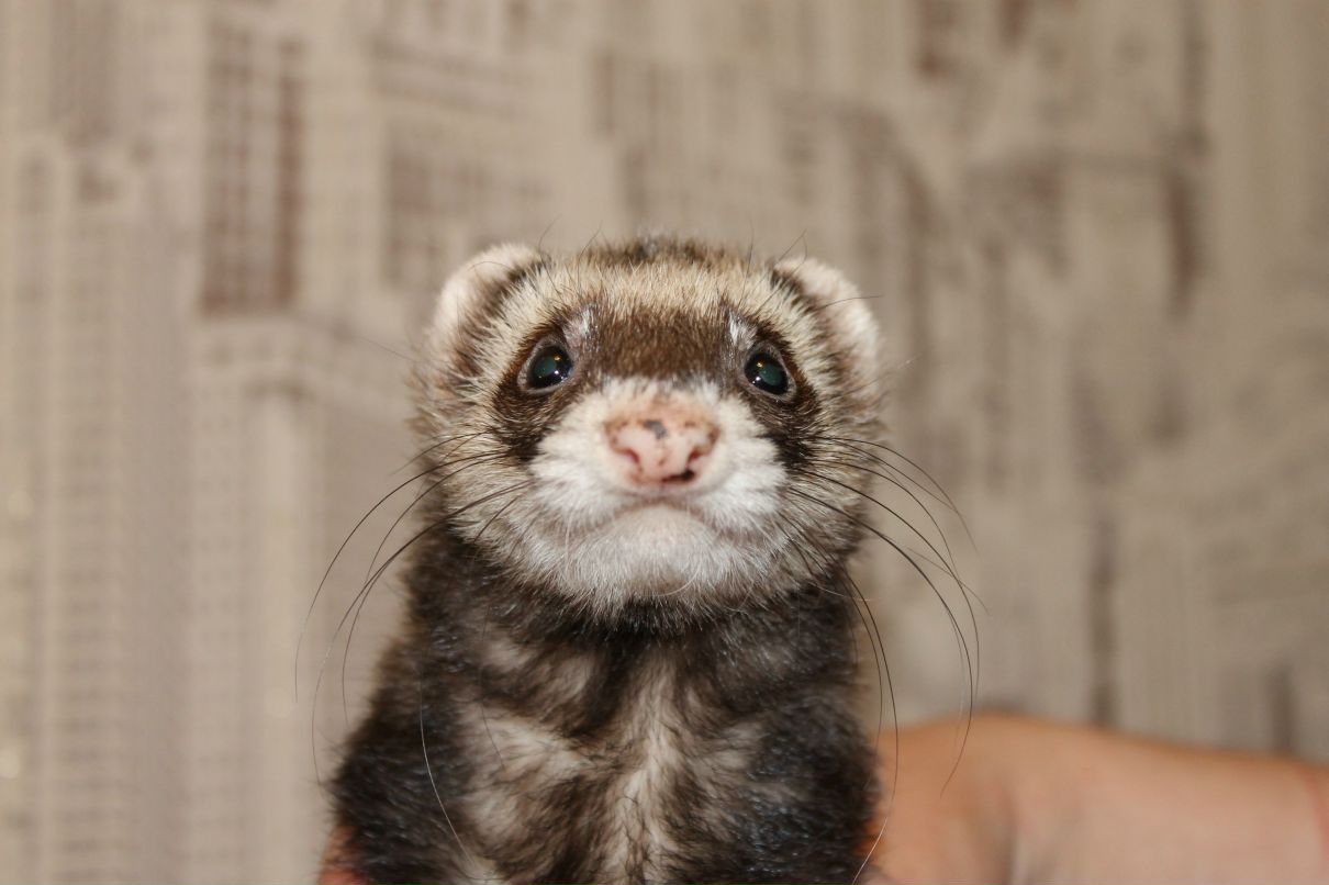 Елена Бальчюнас | 