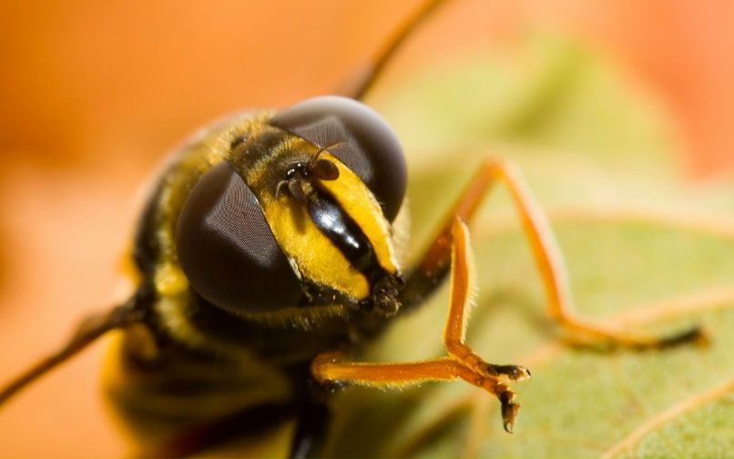 Олег Голодняк | 