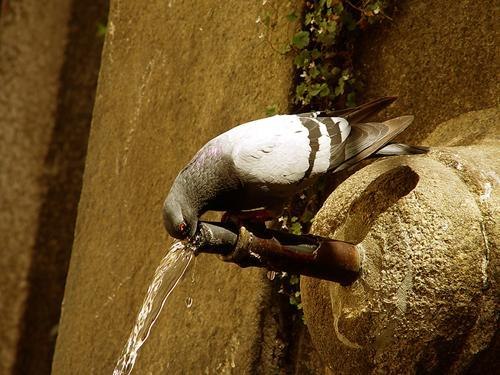 Антон Варакин Ich mag Brüste | Хабаровск