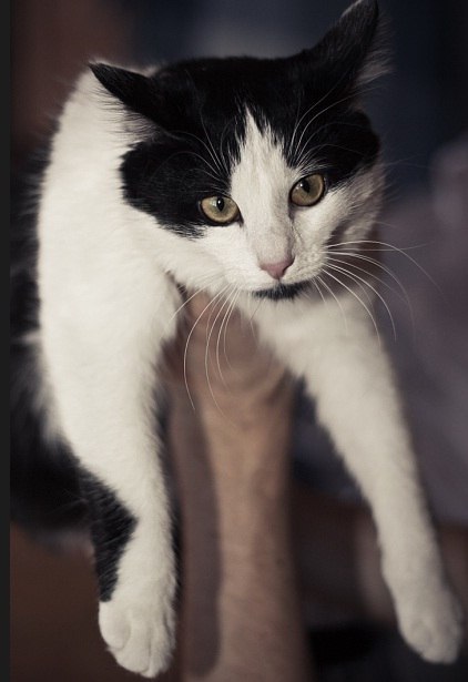 Виталий Оконешников | Орёл