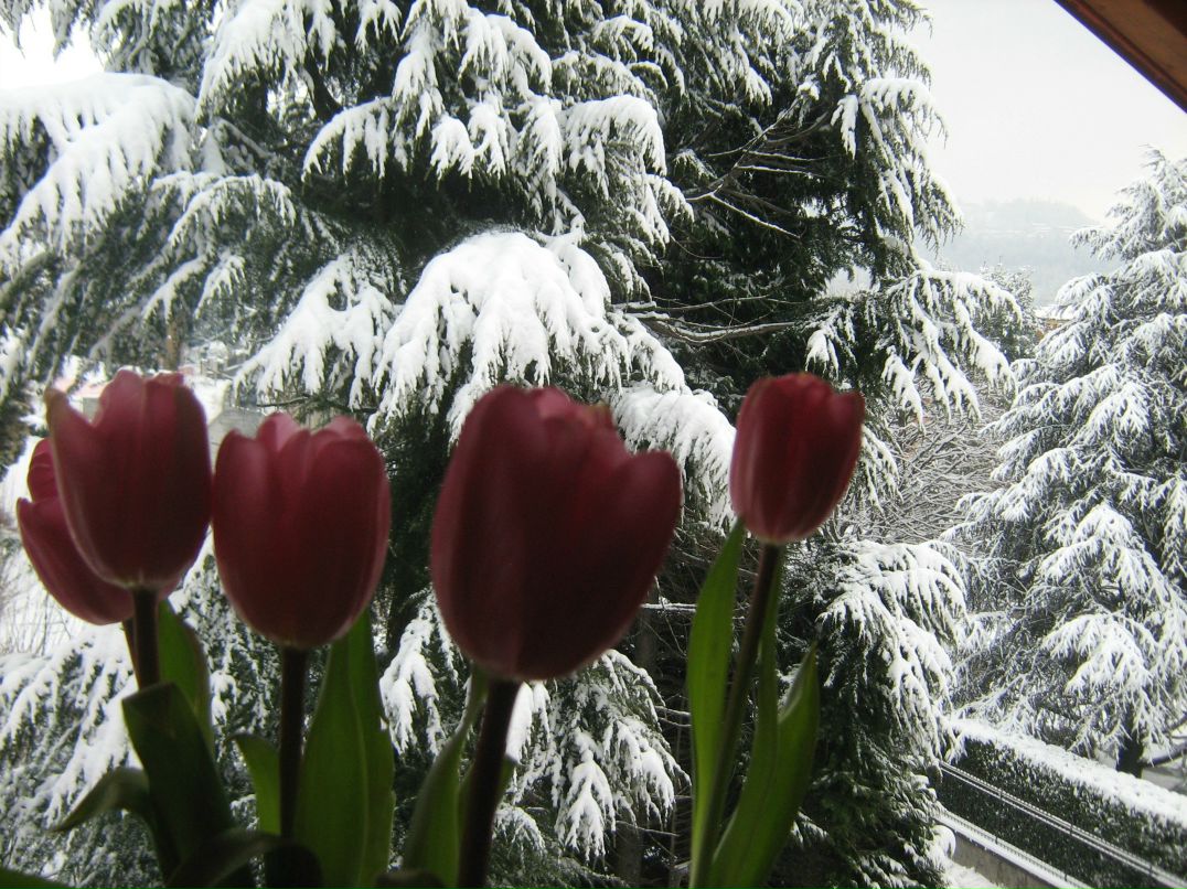 Лора Гонобоблева | Санкт-Петербург