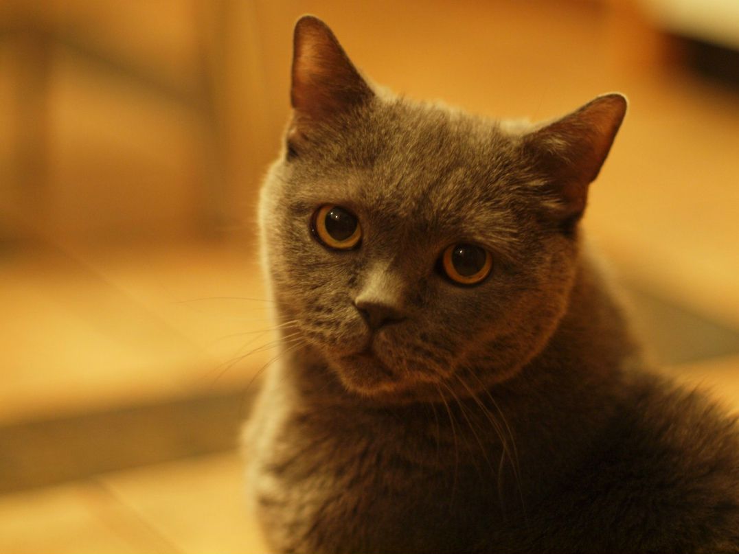 Денис Постаногов | Санкт-Петербург