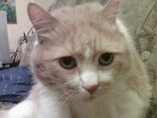 Алла Мельникова | Киев