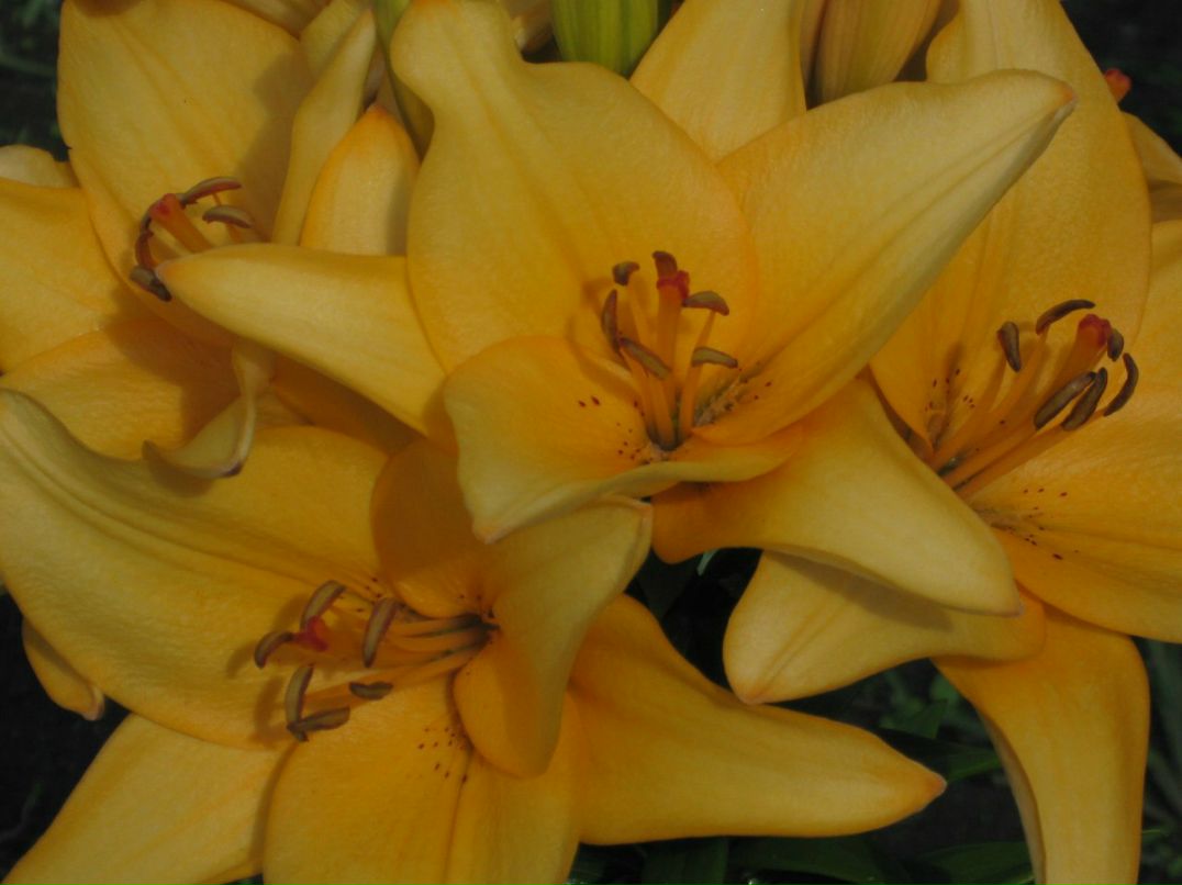 Оксана Гончарова | Санкт-Петербург