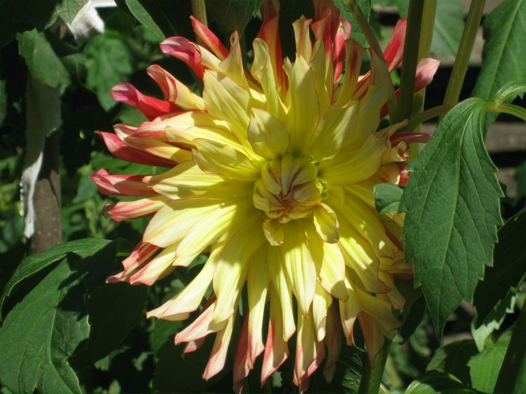 Оксана Гончарова | Санкт-Петербург