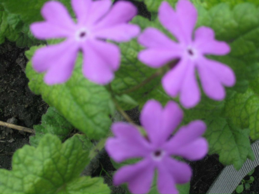 Оксана Гончарова | Санкт-Петербург