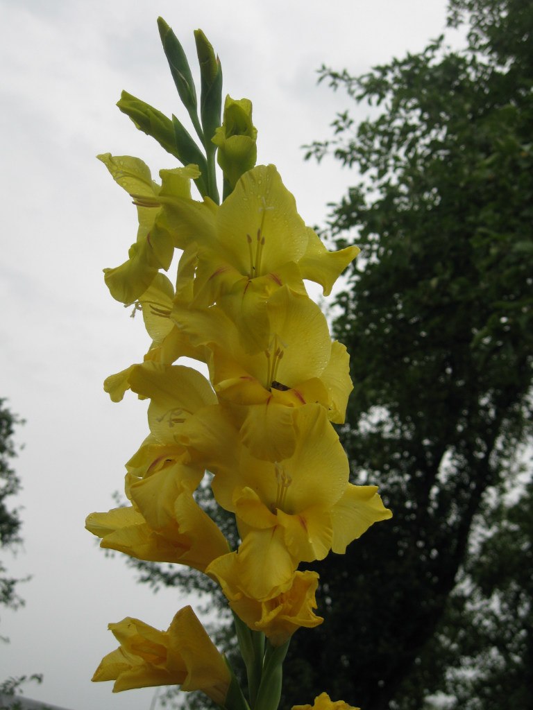 Оксана Гончарова | Санкт-Петербург