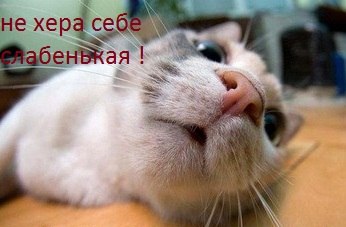 Шурик Кетов ☢ | Великий Новгород