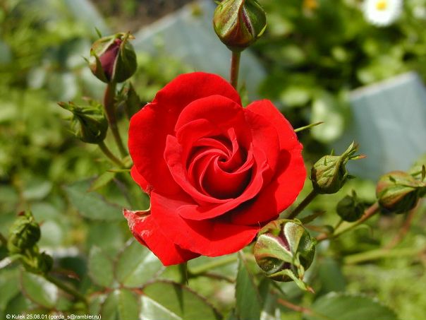 №71, Ірина Яцикович, 32 года №71, Ірина Яцикович, 32 года
