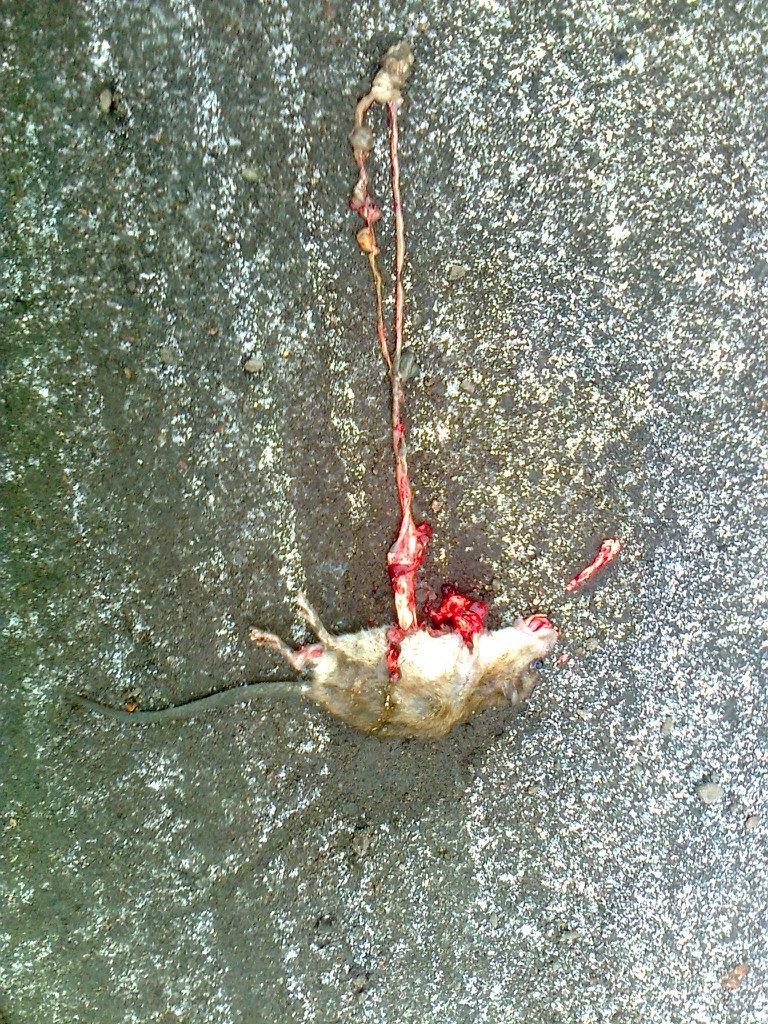 Глеб Секоненко | Санкт-Петербург