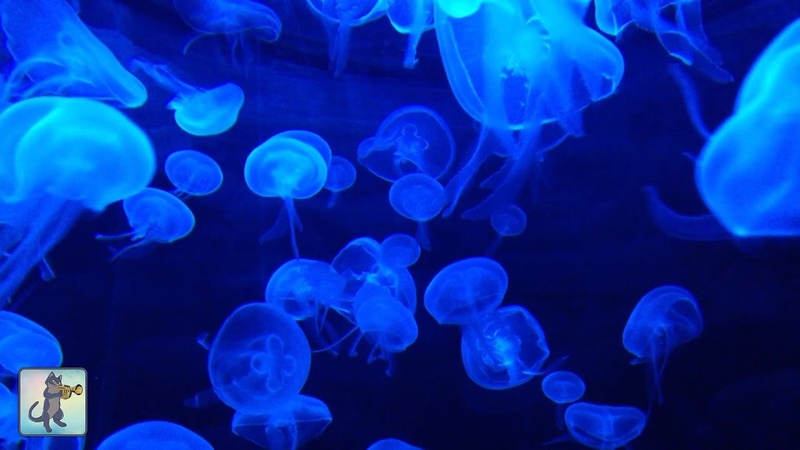 Jellyfish Aquarium Relaxing Music for Sleep, Study, Meditation Yoga Screensaver 3