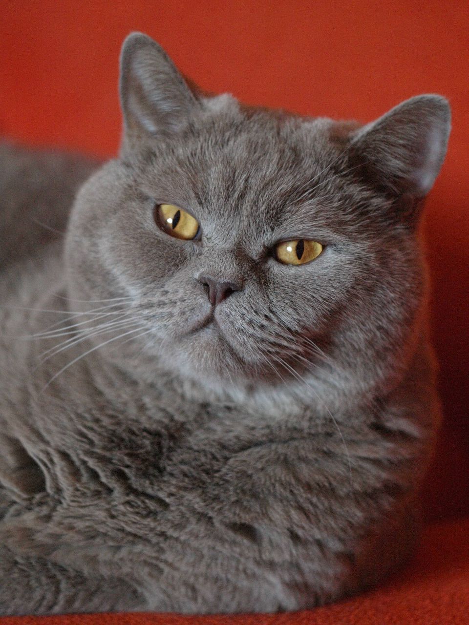 Лена Полухина | 