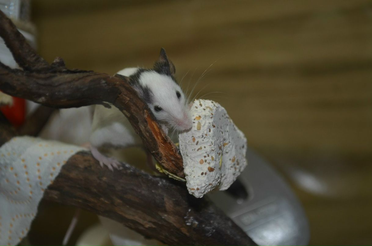 Ольга Яфарова Orlandina | Мурманск