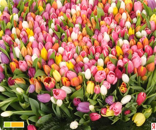 Фил Аморалес-Аглетдинов | Сургут