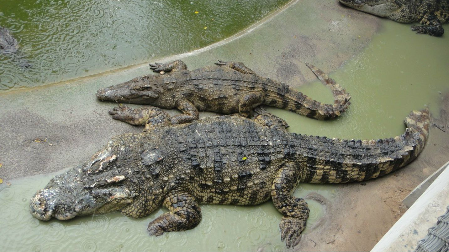 Лена Краповницкая | Ростов-на-Дону