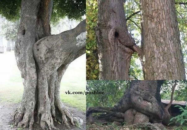 Максим Романец | Кременчуг