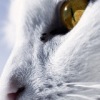 Аватар: Кот Котофеич
