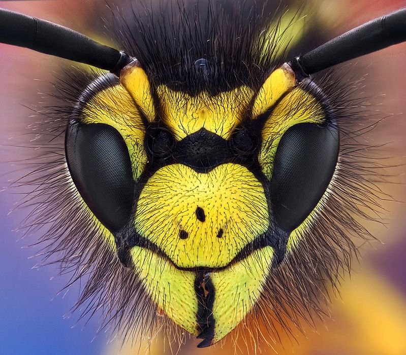 Руслан Алимирзаев | Смоленск