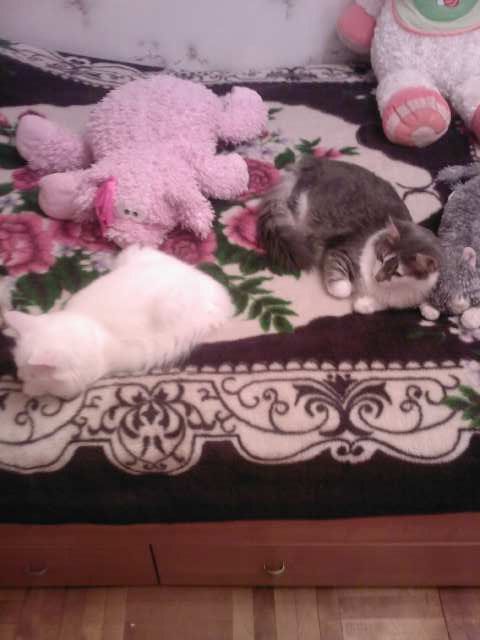 Катюшка Жевагина | 