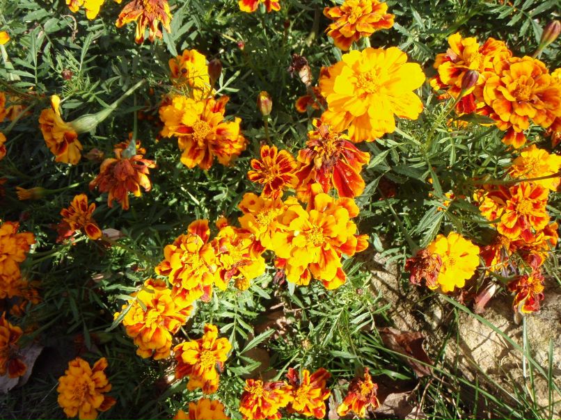 Людмила Сетун(Шамагулова) | Нефтекамск