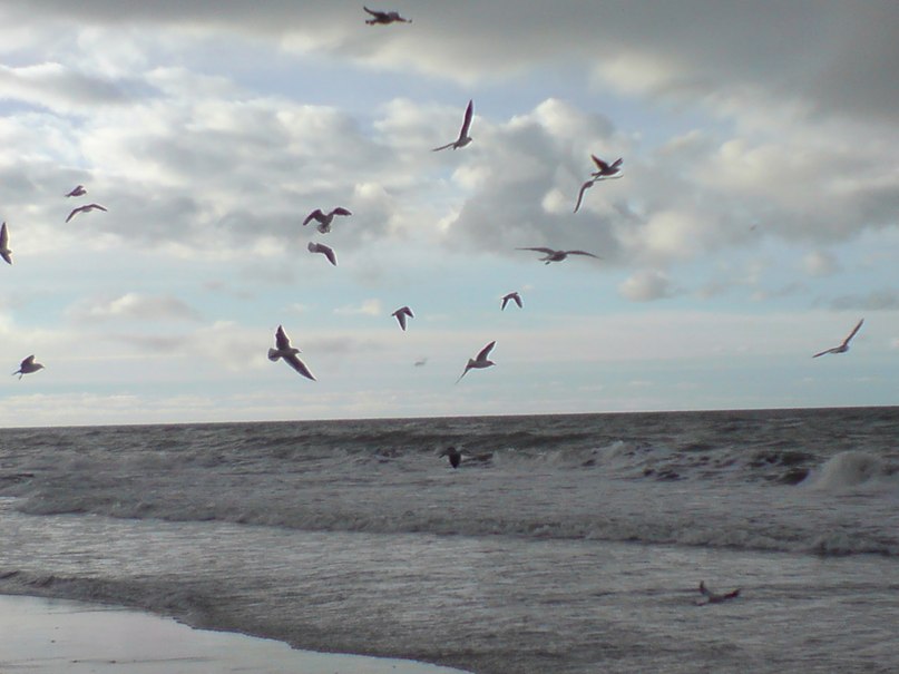 Светлана Шитикова-Гуськова | Калининград