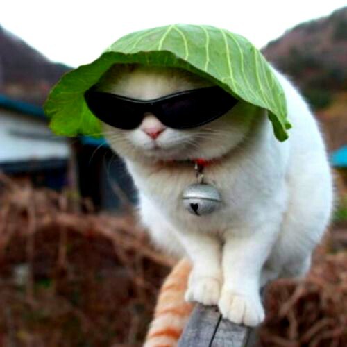 Александр Бикеев | Пушкино