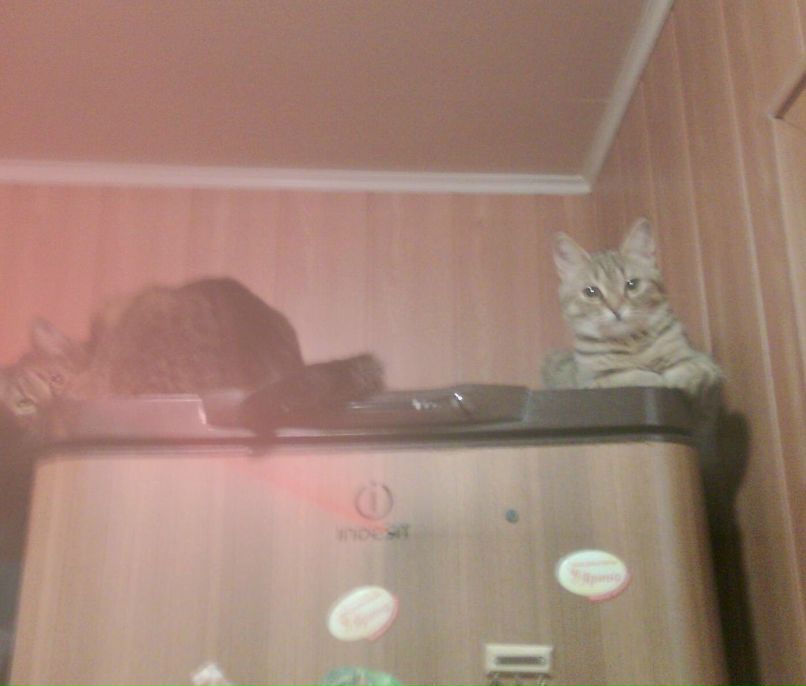 Ксения Желенкова | Киев